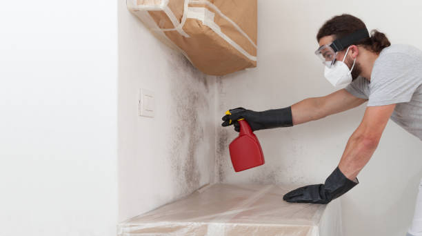 Professional Mold Removal technician working in Pacific, WA