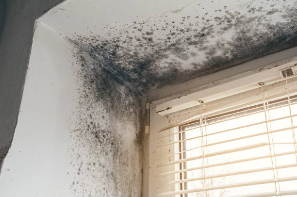 Trusted Attic Mold Removal service in Pacific, WA - Cheap Mold Removal